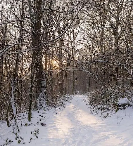 Le Renard Roux * Vresse-sur-Semois